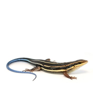 Rainbow Skink